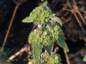 Pseudodictamnus hispanicus (=Ballota hispanica) / Cimiciotta maggiore